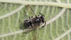 Colletes