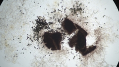 Sordaria macrospora