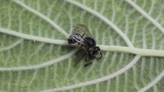 Colletes