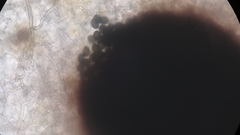 Sordaria macrospora