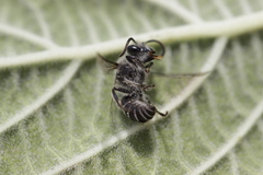 Colletes
