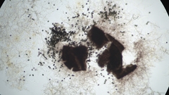Sordaria macrospora