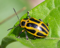Endocephalus lineatus