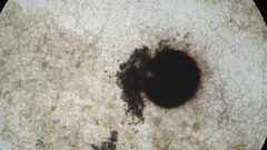 Sordaria macrospora