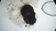 Sordaria macrospora