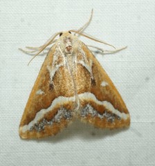 Caripeta angustiorata