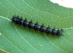 Chlosyne lacinia