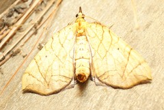 Eulithis