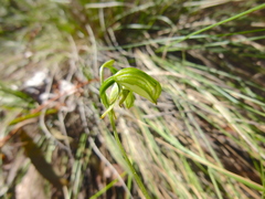 Pterostylis chlorogramma
