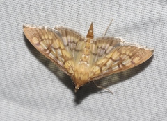 Mimorista subcostalis