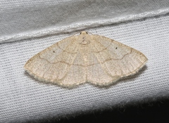 Destutia flumenata