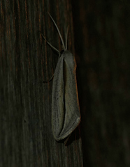 Doryodes tenuistriga