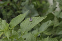 Anthophora marginata