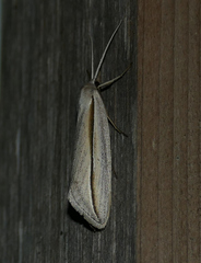 Doryodes tenuistriga