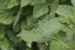 Anthophora marginata