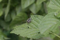Anthophora marginata