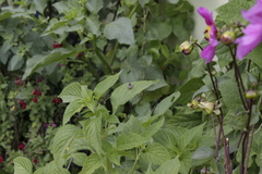 Anthophora marginata