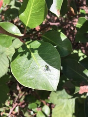 Condylostylus occidentalis