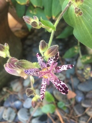 Tricyrtis formosana