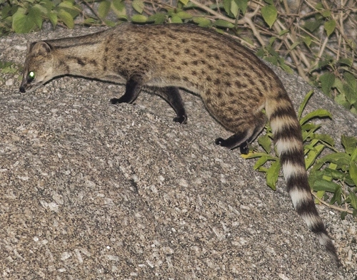 Small Indian Civet