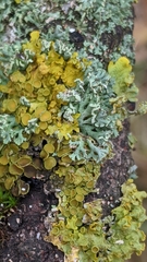 Xanthoria parietina