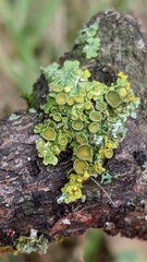 Xanthoria parietina