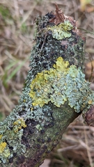 Xanthoria parietina