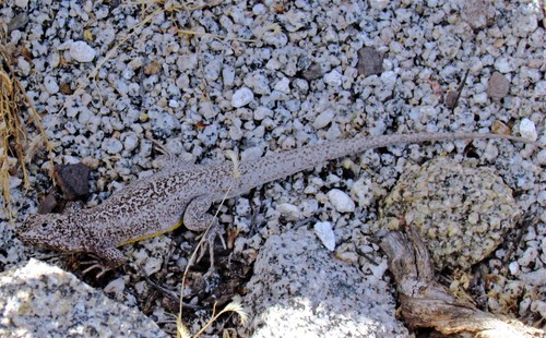 Liolaemus irregularis