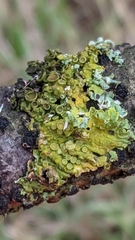 Xanthoria parietina