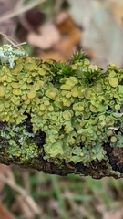 Xanthoria parietina