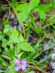 Geranium nodosum