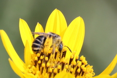 Melissodes communis communis