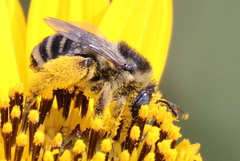 Melissodes communis communis