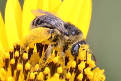 Melissodes communis communis