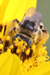 Melissodes communis communis