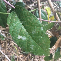 Aristolochia praevenosa
