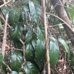 Aristolochia praevenosa