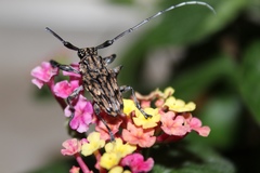 Steirastoma histrionicum