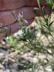 Polygala scoparioides