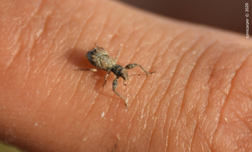Pandeleteius platensis