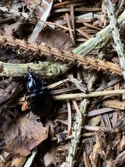 Sphaeroderus