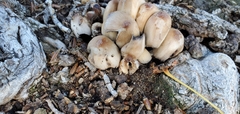 Agaricales
