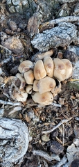 Agaricales