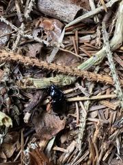Sphaeroderus