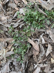 Xanthosia singuliflora