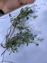 Xanthosia singuliflora