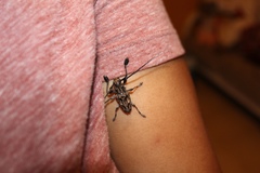 Steirastoma histrionicum