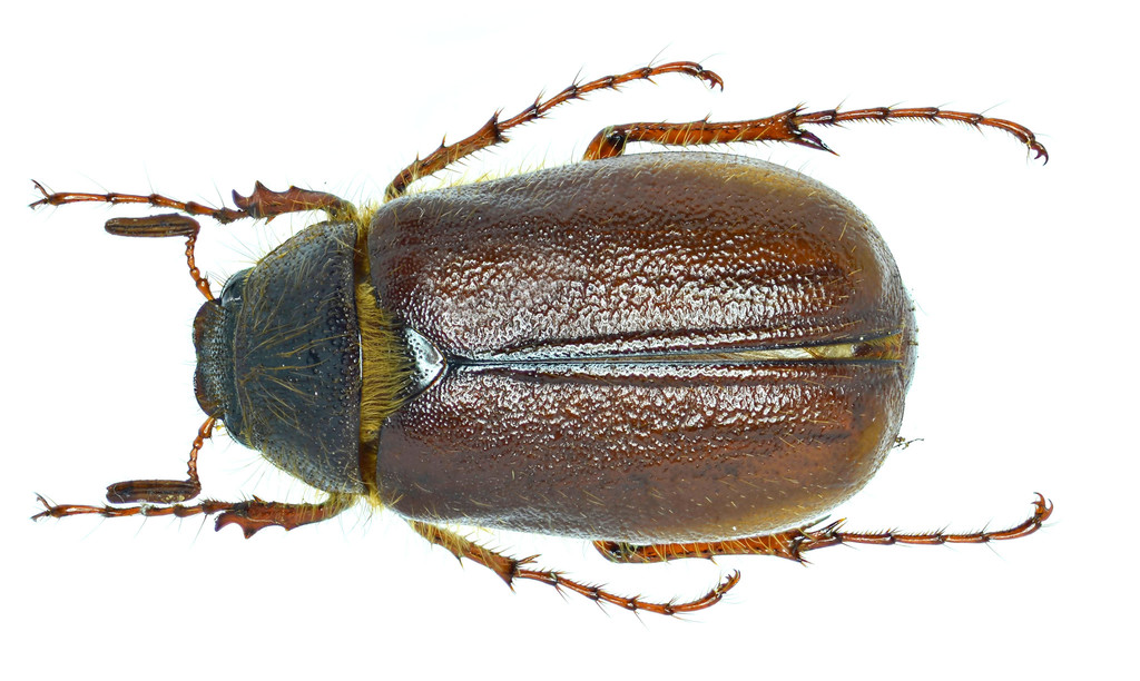 Phyllophaga hirsuta