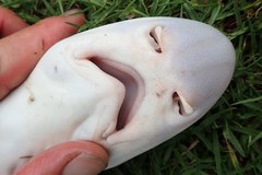 Gray Smoothhound photo 2
