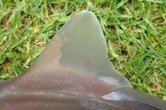 Gray Smoothhound photo 4
